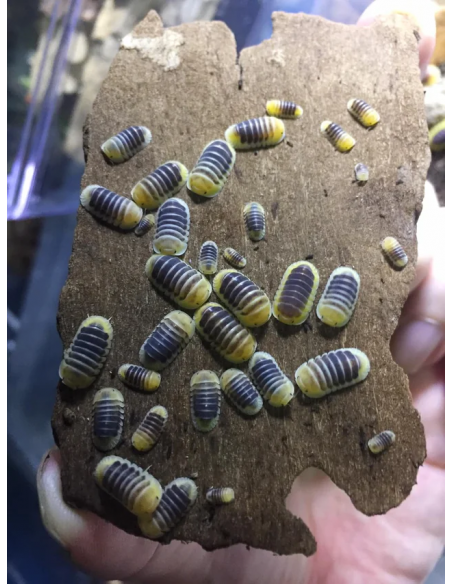 10 Isopodos ''Jupiter'' Cubaris sp. Uno de los mas raros del mundo. COmo cuidar cochinillas por internet para mascota.