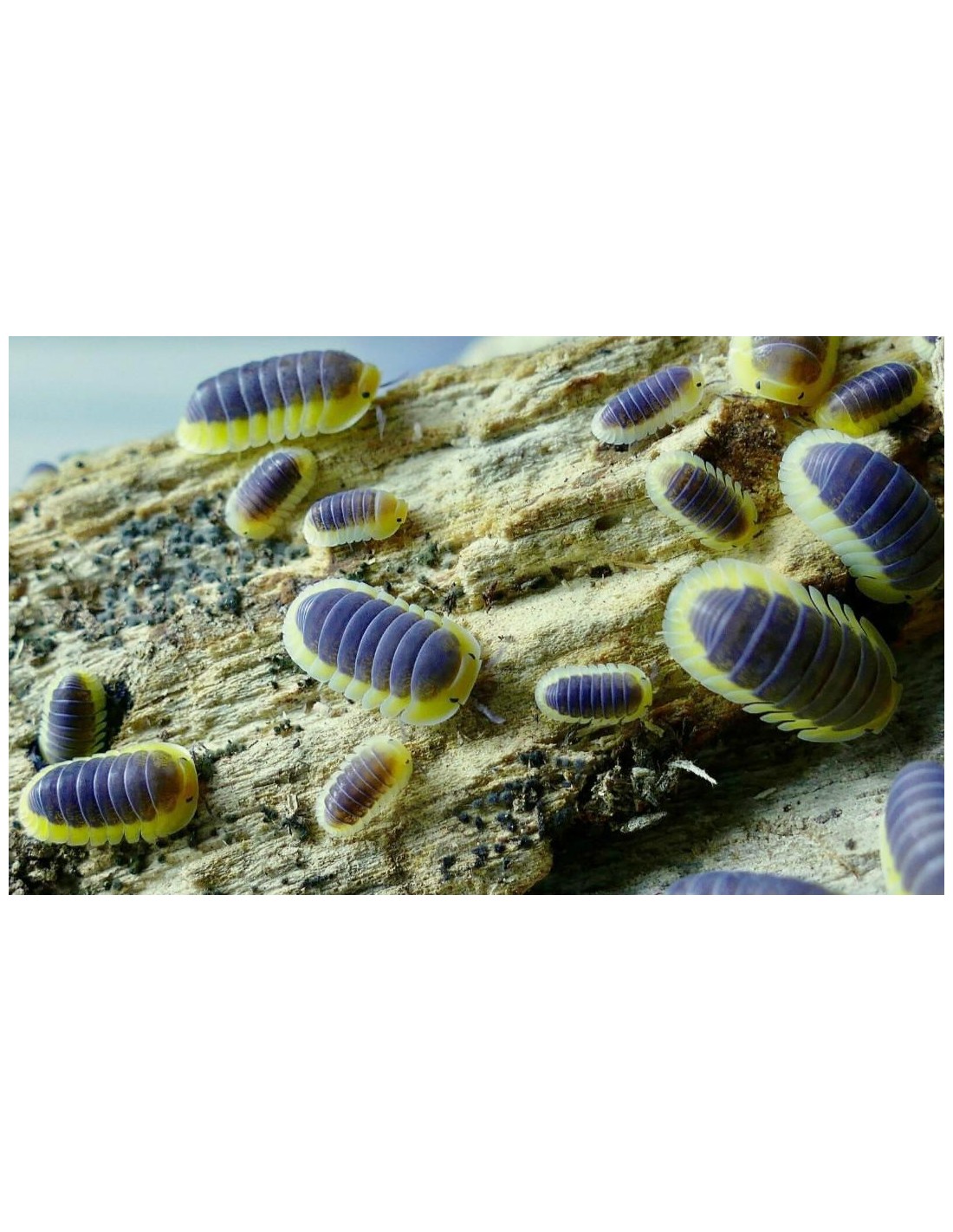 10 Isopodos ''Lemon blue'' (Cubaris sp. lemon blue) Raras cochinillas ...