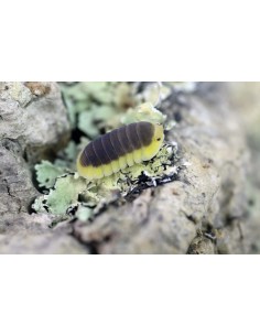 10 Isopodos ''Lemon blue''... 2