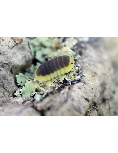 10 Isopodos ''Lemon blue'' (Cubaris sp. lemon...