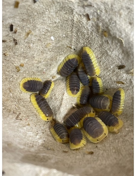 10 Isopodos ''Lemon blue'' (Cubaris sp. lemon blue) Raras cochinillas de todo el mundo en una sola tienda.