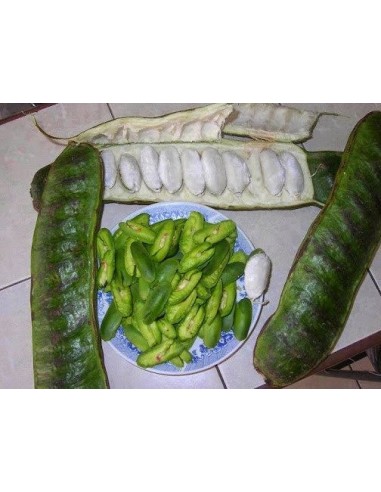 1 Mexican Ice cream Bean fruit Live plant- Inga xalapensis (The most rare tropical fruits in the World only with US)