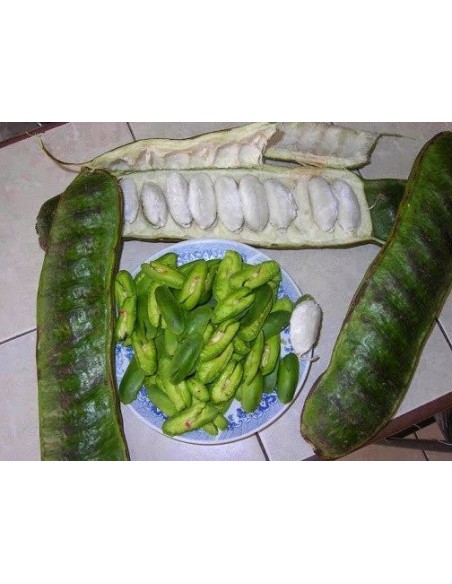 1 Arbol de Jinicuil (Inga xalapensis) Chalahuite, Vaina o Ice cream bean fruit - Arboles nativos de Mexico