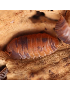12 Isopodos ''Anemona''...