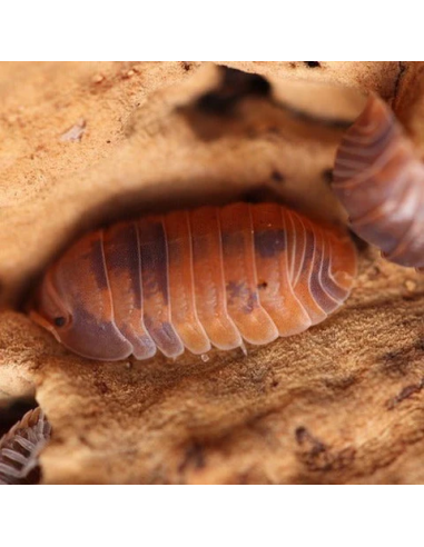 12 Isopodos ''Anemona'' (Cubaris Murina) Cochinillas con manchas en el cuerpo para mascota.