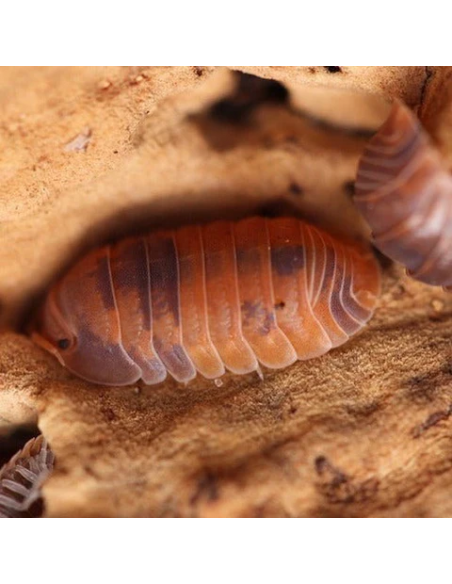 12 Isopodos ''Anemona'' (Cubaris Murina) Cochinillas con manchas en el cuerpo para mascota.