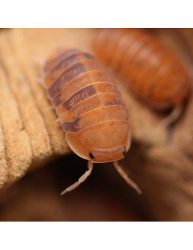 12 Isopodos ''Anemona'' (Cubaris Murina)...