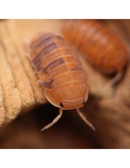 12 Isopodos ''Anemona'' (Cubaris Murina) Cochinillas con manchas en el cuerpo para mascota.