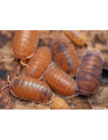 12 Isopodos ''Anemona'' (Cubaris Murina)...