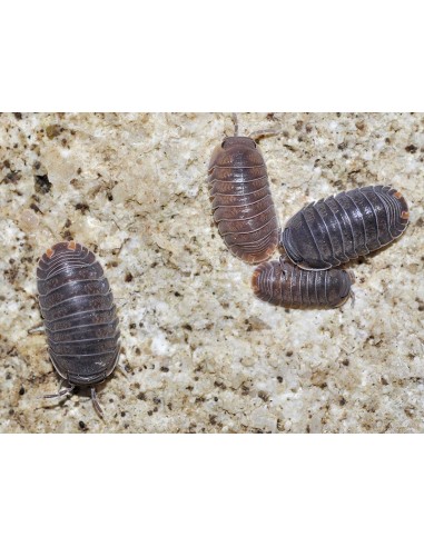 Cubaris murina SALVAJE