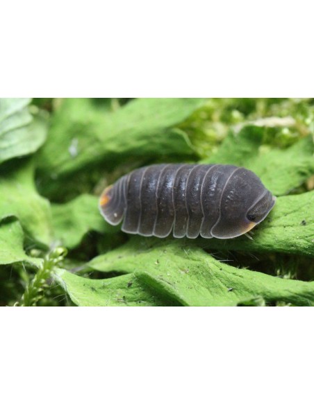 Cubaris murina SALVAJE