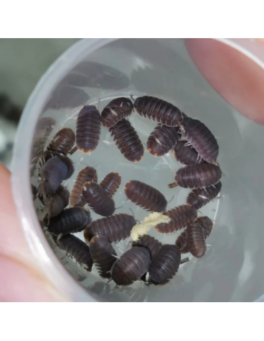 12 Isopodos ''Salvajes'' Cubaris murina -...