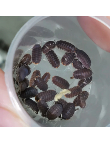 12 Isopodos ''Salvajes'' Cubaris murina - Cochinillas mascota - La tienda de isopodos mas grande de Mexico