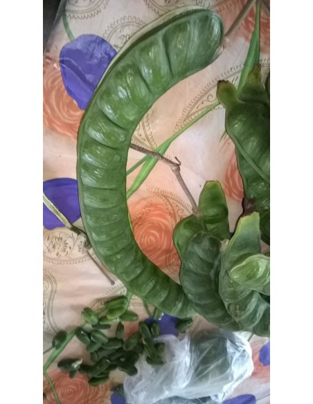 1 Mexican Ice cream Bean fruit Live plant- Inga xalapensis (The most rare tropical fruits in the World only with US)