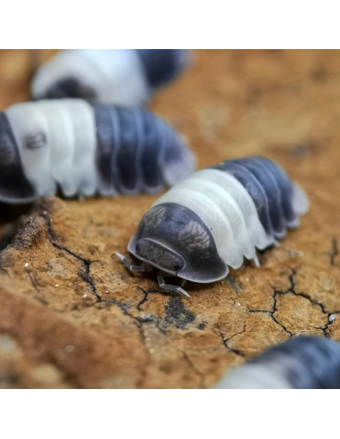 12 Isopodos ''Panda'' (Cubaris sp. panda king)...