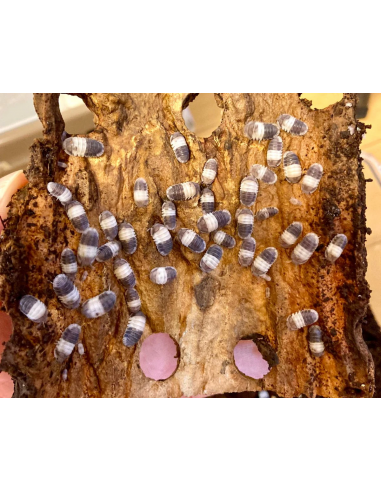 12 Isopodos ''Panda'' (Cubaris sp. panda king)...