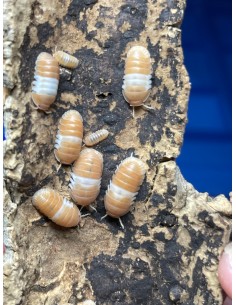 12 Isopodos ''Panda rojo''...