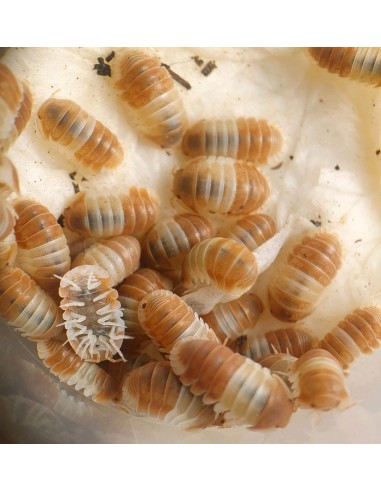 12 Isopodos ''Panda rojo'' Cochinilla (Cubaris...