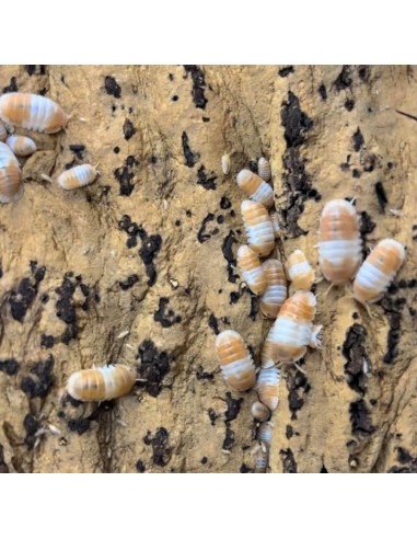 12 Isopodos ''Panda rojo'' Cochinilla (Cubaris...