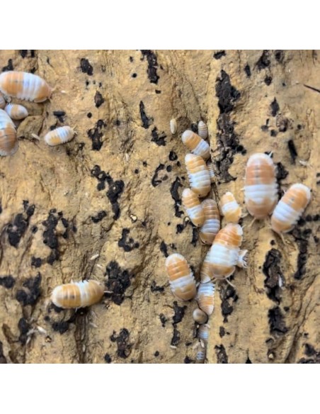 cubaris Panda rojo - Panda King