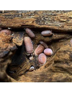 10 Cochinillas ''Papaya''...