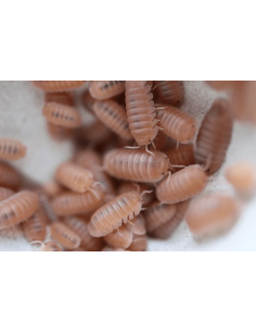 10 Cochinillas ''Papaya''... 2