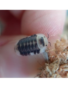 12 x ''Patito blanco''...