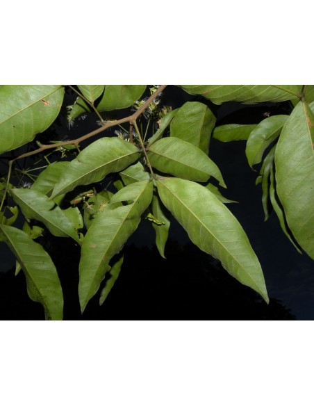 1 Arbol de Jinicuil (Inga xalapensis) Chalahuite, Vaina o Ice cream bean fruit - Arboles nativos de Mexico