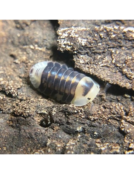 12 x ''Patito blanco'' (Cubaris sp. White rubber ducky) Harold's shop cochinillas y cucarachas exoticas.