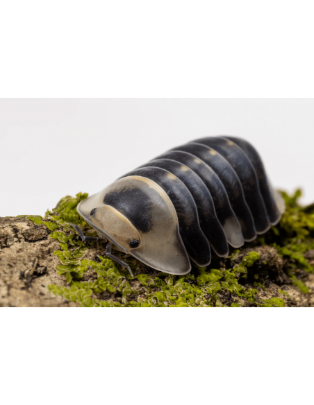 12 x ''Patito blanco'' (Cubaris sp. White rubber ducky) Harold's shop cochinillas y cucarachas exoticas.