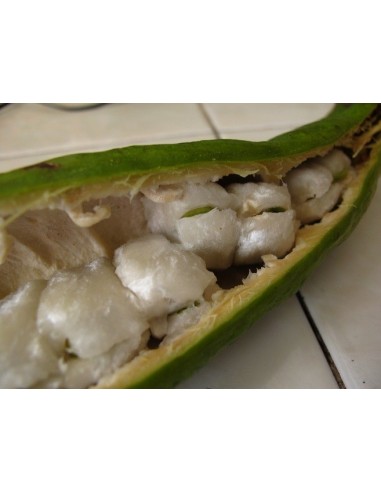 1 Mexican Ice cream Bean fruit Live plant- Inga xalapensis (The most rare tropical fruits in the World only with US)