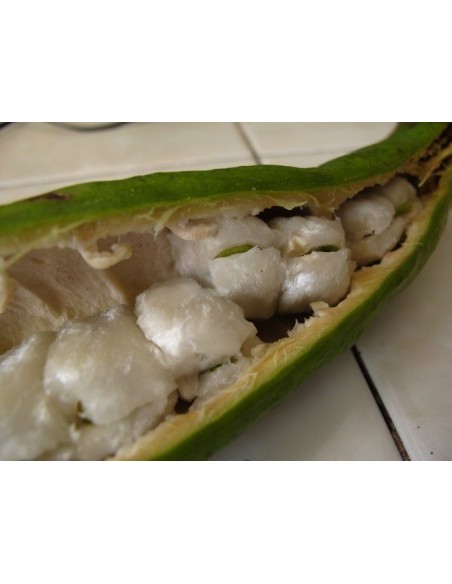 1 Arbol de Jinicuil (Inga xalapensis) Chalahuite, Vaina o Ice cream bean fruit - Arboles nativos de Mexico