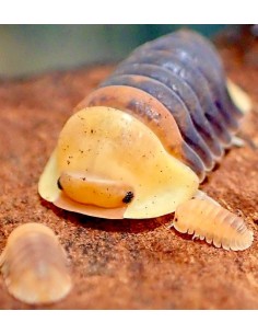 Cubaris rubber ducky Patito... 2