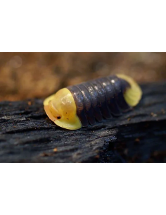 Cubaris rubber ducky Patito...