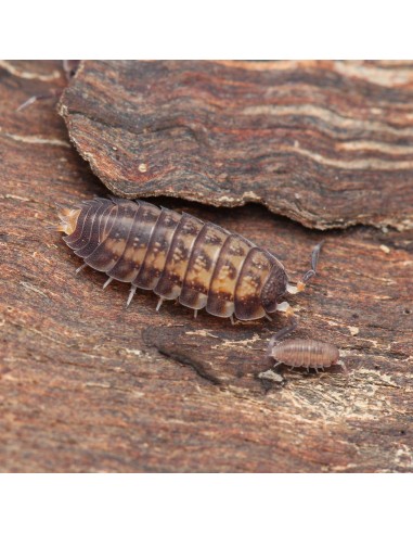 Nagurus cristatus ultra humedad