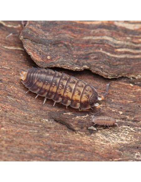 Nagurus cristatus ultra humedad