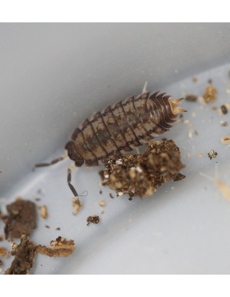 Nagurus cristatus ultra humedad