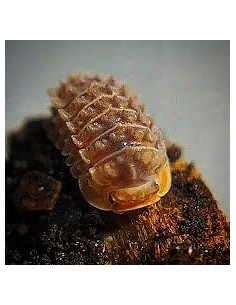 Parakermania sp ancient gator