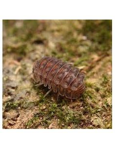 Parakermania sp ancient gator 2