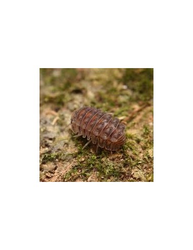 6 Isopodos ''Caiman'' (Parakermania sp ancient...