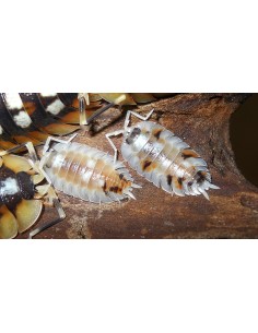 porcellio expansus witches...