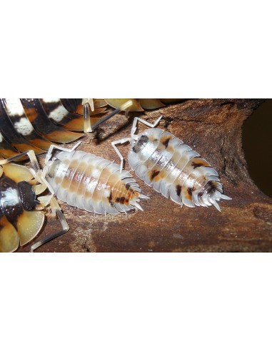 porcellio expansus witches potion