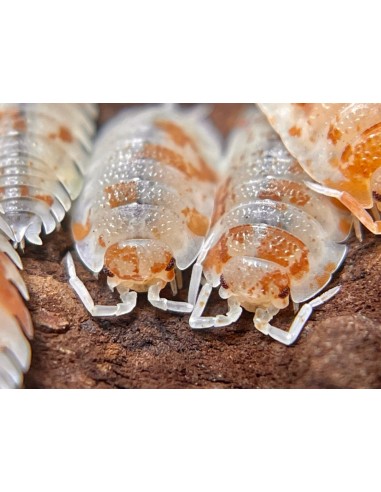 20 X ''Dalmata naranja'' Porcellio scaber - Donde comprar isopodos por internet