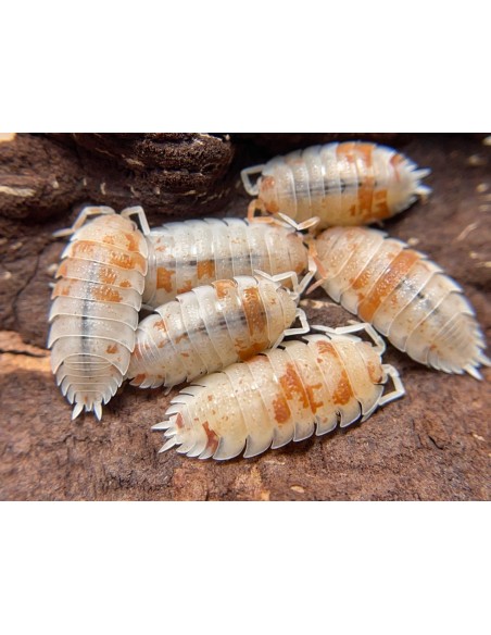 20 X ''Dalmata naranja'' Porcellio scaber - Donde comprar isopodos por internet