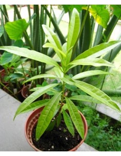 1 Arbolito de Pimienta Negra (Pimienta dioica) Venta de plantas exoticas Mexicanas - Pimienta dulce, guayabito para sembrar 2