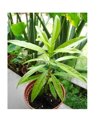 1 Arbolito de Pimienta Negra (Pimienta dioica) Venta de plantas exoticas Mexicanas - Pimienta dulce, guayabito para sembrar