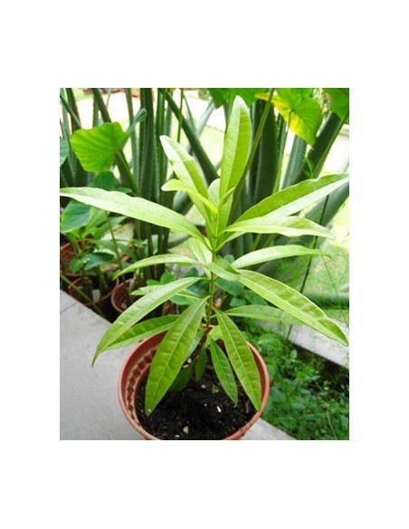 1 Allspice tree (Pimenta dioica) Endemic trees from Mexico, only at THE GREENS SHOP