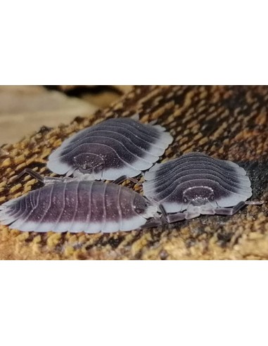 12 Isopodos ''Planos'' (Porcellio werneri) Venta de cochinillas y cucarachas mascota en Mexico.