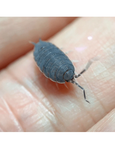 40 x Isopodos ''Blue powdery'' (porcellionides pruinosus) azul powdery a la venta en Mexico