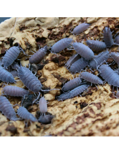 40 x Isopodos ''Blue powdery'' (porcellionides...